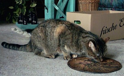 tabby und das kuchenblech.jpg