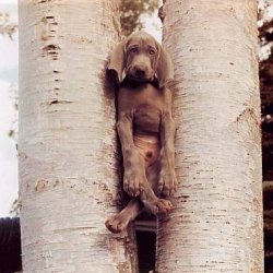 Abhängender Hund.jpg