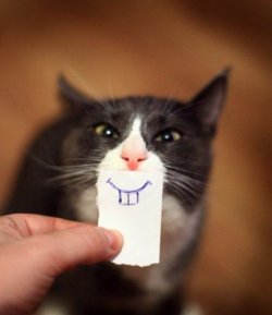 Grinsekatze.jpg