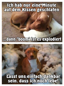 Hund.png