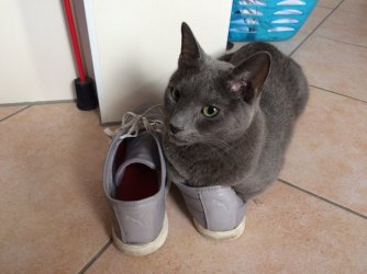 image.jpeg