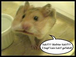 imagesCKB4CNEN.jpg