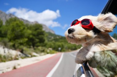 hunde-fliegerbrille.jpg