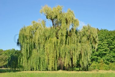2489403-weeping-willow-tree-in-the-public-park.jpg
