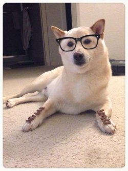 rocky-shiba-inu-balancing-treats.jpg