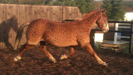 cuttenhorse.jpg