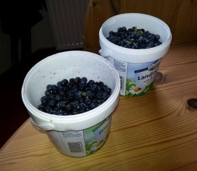 Blaubeer.JPG