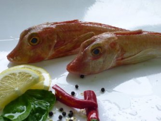 knurrhahn.jpg