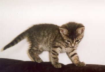 1cat.jpg
