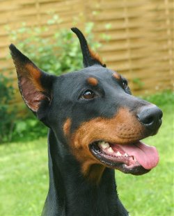 Dobermann_01.jpg