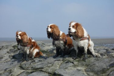 hunde_im_watt.jpg