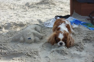 hunde_im_watt_2.jpg