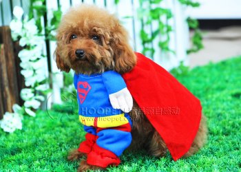 hund-super-mann.jpg