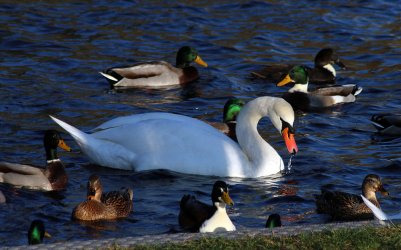IMG_6045_1200a.jpg