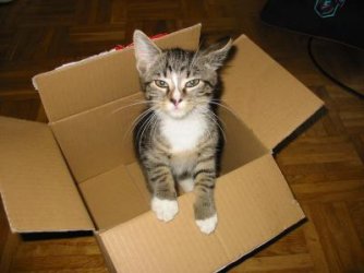 kiki2.jpg