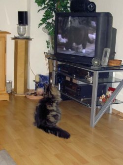 Fernseher.jpg