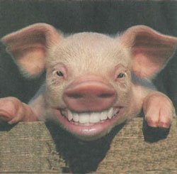 pig-grin2.jpg