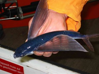 fliegenderfisch.jpg