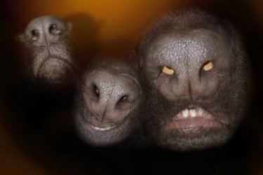 Scary-dog-noses-634x423.jpg