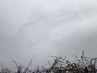 IMG_7468.JPG IMG_7468.JPG