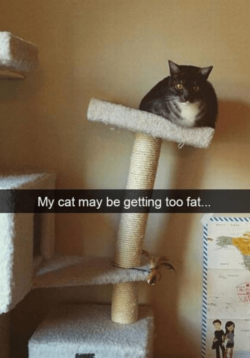 1486454365547.png