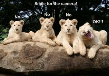 löwen.jpg löwen.jpg