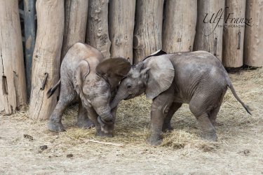 20160924_Zoo_Halle-IMG_5998.jpg