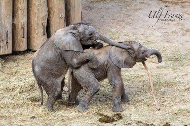20160924_Zoo_Halle-IMG_6003.jpg