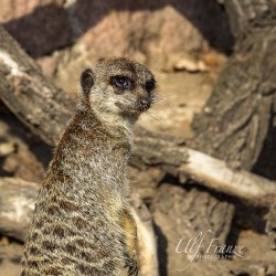 20160924_Zoo_Halle-IMG_6096-Bearbeitet-Bearbeitet-Bearbeitet.jpg