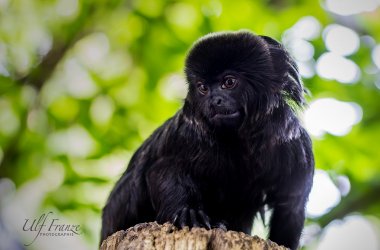 20160924_Zoo_Halle-IMG_6127.jpg