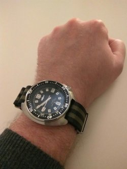 Shark Nato.jpg