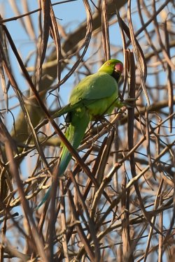 comp_DSC_8567_01.jpg