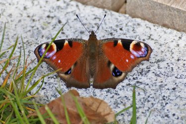 DSC_2579.jpg