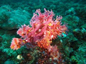 Buceo Anilao UW 0428.jpg