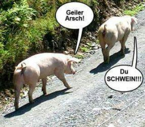Schwein.jpg
