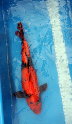 koi.jpg