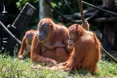 Orang-Gruppe_bearb.jpg