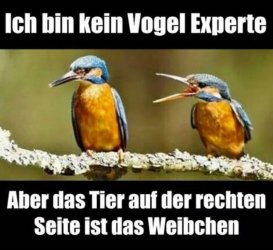 Vogel.jpeg