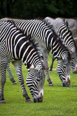 Zebras.jpg