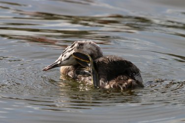 IMG_1143_k.jpg