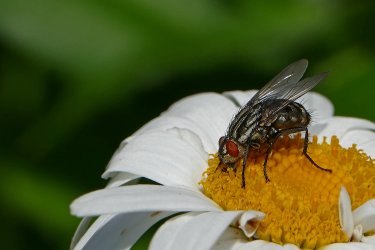 P1000553a.jpg