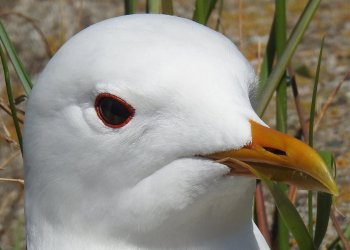 DSCN4904_k2.jpg