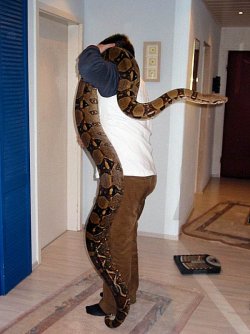 Boa Constrictor.jpg