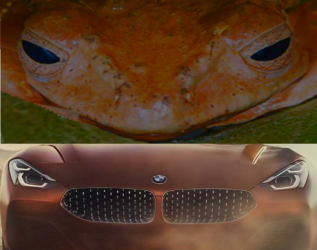 Z4 goes frogg.png