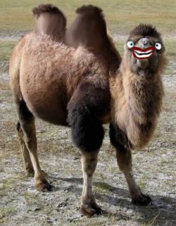 kamel.jpg