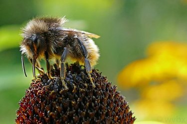 zrhummel-1.jpg