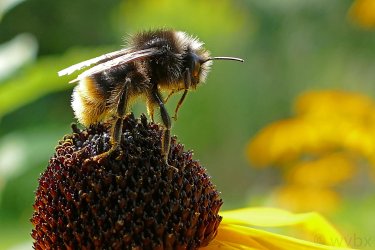 zrhummel-2.jpg