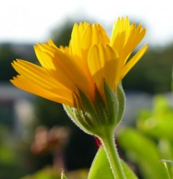Gelbe Blüte.JPG