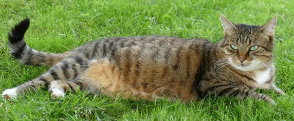 Tiger Test.jpg