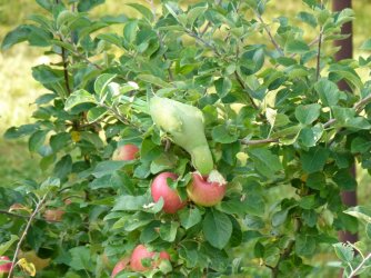 Halsbandsittich 02.JPG